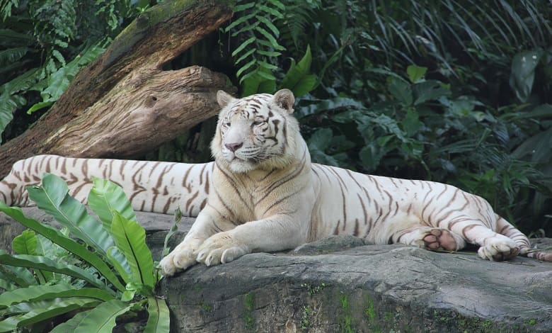 باغ وحش سنگاپور، حیات وحش در دل جنگل
