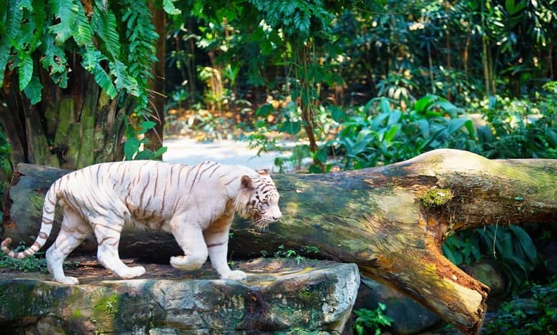 آشنایی با باغ وحش سنگاپور