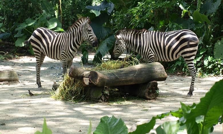 حقایق جالب درباره باغ وحش سنگاپور