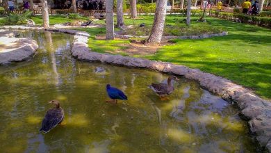 همه چیز درباره باغ پرندگان اصفهان