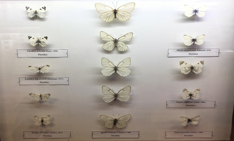 موزه حشرات در باغ گیاه شناسی ملی ایران