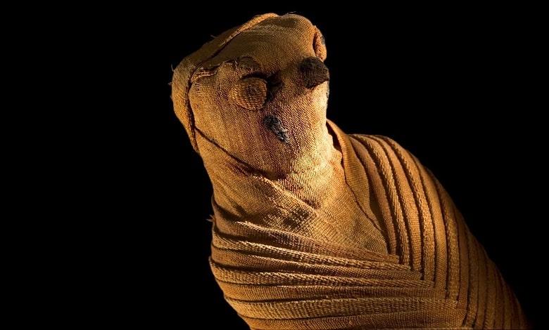 کشف کارگاه زیرزمینی مومیایی کردن در مصر
