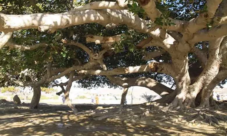 درخت مکرزن چابهار