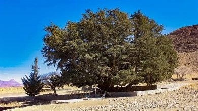 ثبت درخت سرو کهنسال تفتان در فهرست میراث طبیعی ملی