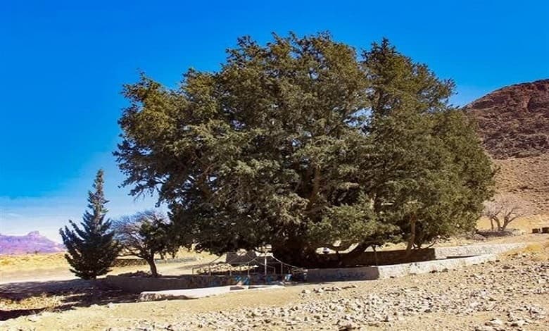 ثبت درخت سرو کهنسال تفتان در فهرست میراث طبیعی ملی
