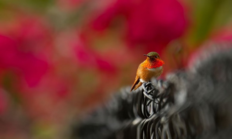 مرغ مگس خوار، جزو منتخب عکس های جایزه برتر Audubon در سال 2023