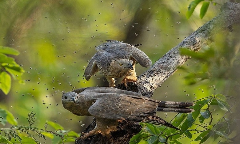 پرنده باز در حال حمله به کندوی عسل