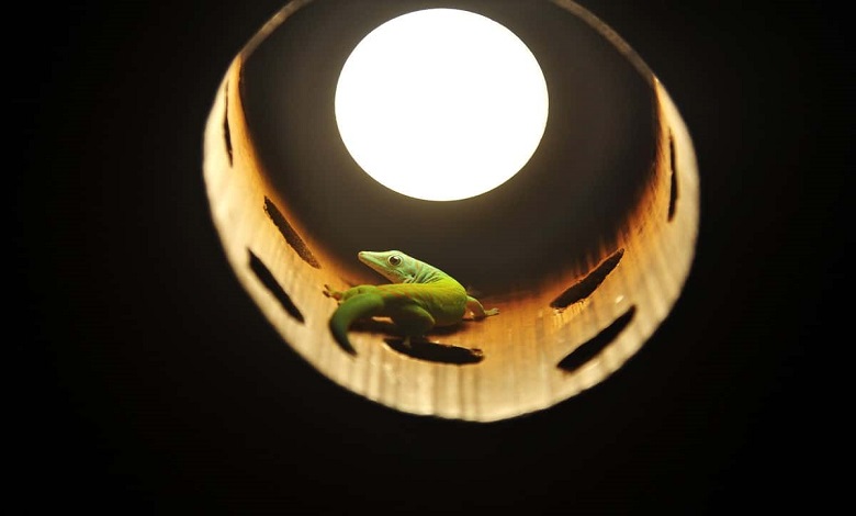 گکوی رنگارنگ در چراغ لوستر 