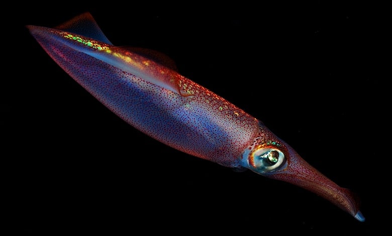 ماهی مرکب رایج اروپایی، از زیباترین اختاپوس های جهان