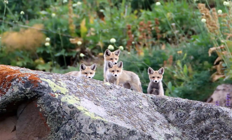 توله روباه ها در ترکیه