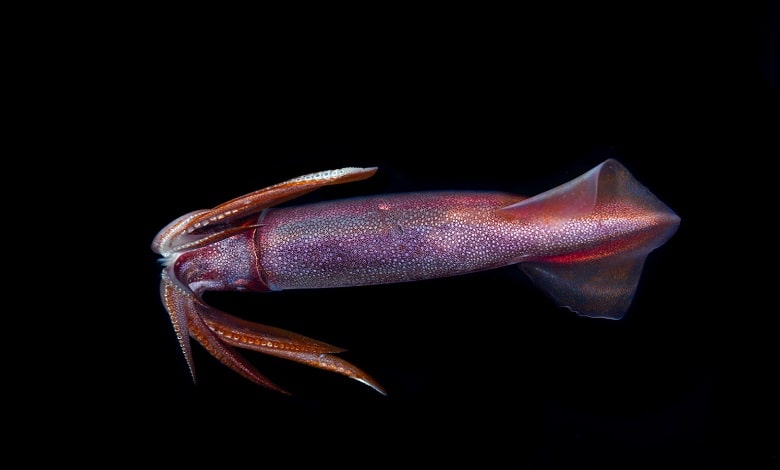ماهی مرکب غول پیکر، یکی از زیباترین اختاپوس های جهان