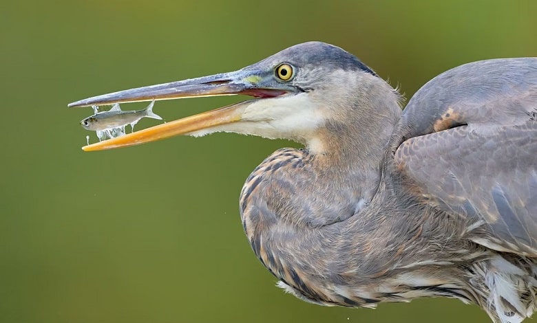 حواصیل آبی بزرگ، از منتخب عکس های جایزه برتر Audubon در سال 2023