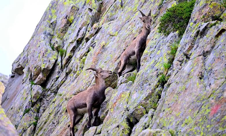 بزهای کوهی، از منتخب عکس های حیات وحش در هفته اول آگوست 2023