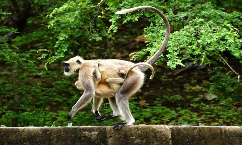 میمون های لنگور در هند