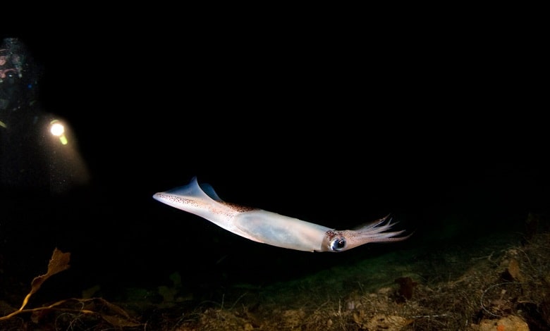 ماهی مرکب بازاری، یکی از زیباترین اختاپوس های اقیانوس
