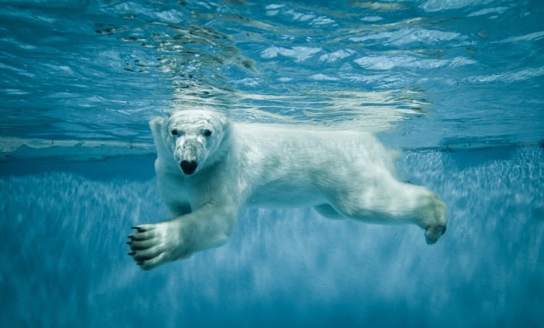خرس قطبی در حال شنا