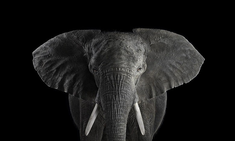 تصویر پرتره فیل