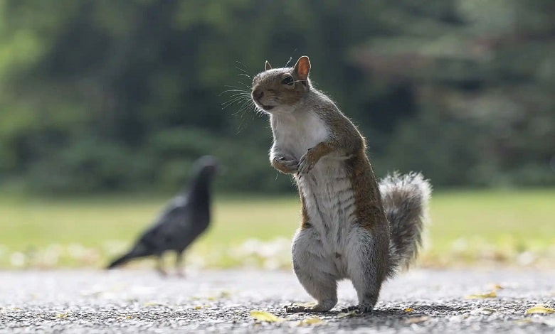 سنجاب و کبوتر در پارک لندن