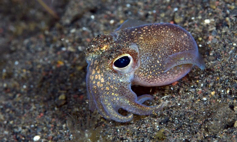 ماهی مرکب چشم سفید، جزو زیباترین اختاپوس های جهان