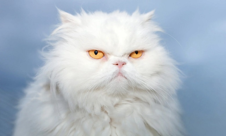 گربه ایرانی سفید با چشمان زرد 