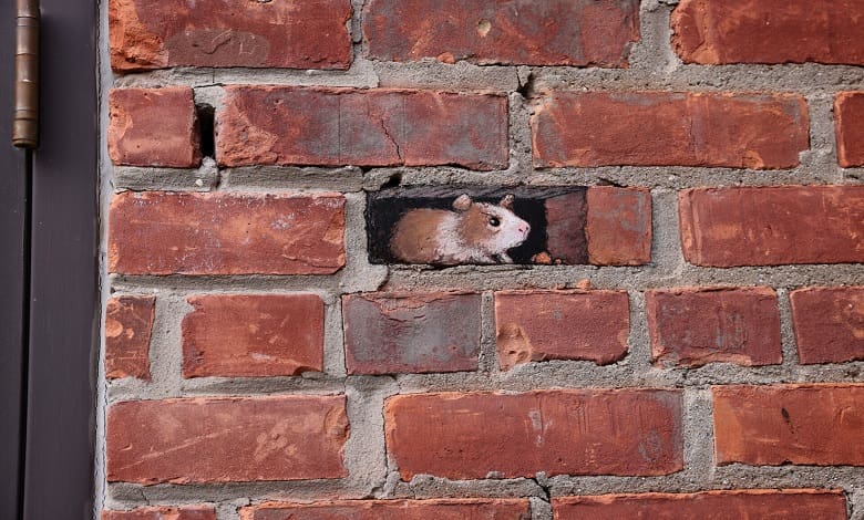 موش درون دیوار آجری