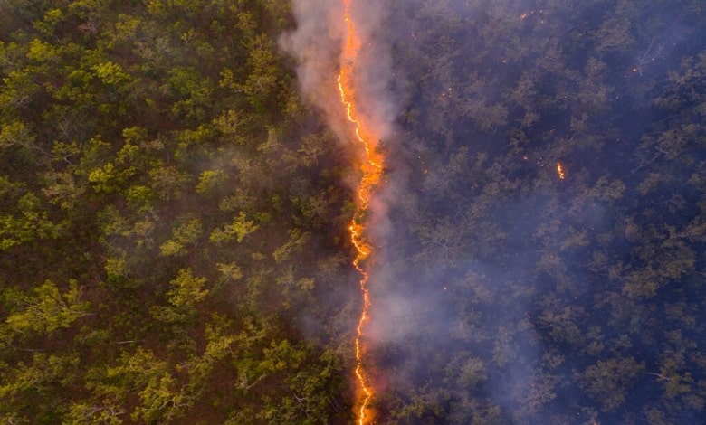 جنگل های استرالیا در حال سوختن