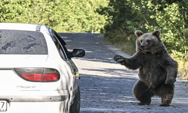 سلام کردن خرس به ماشین