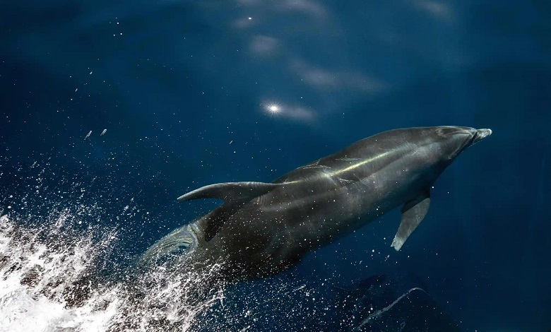دلفین در حال شنا