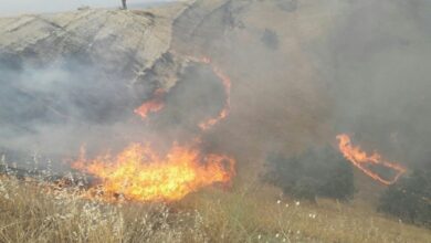 آتش سوزی در اراضی باغی طالقان