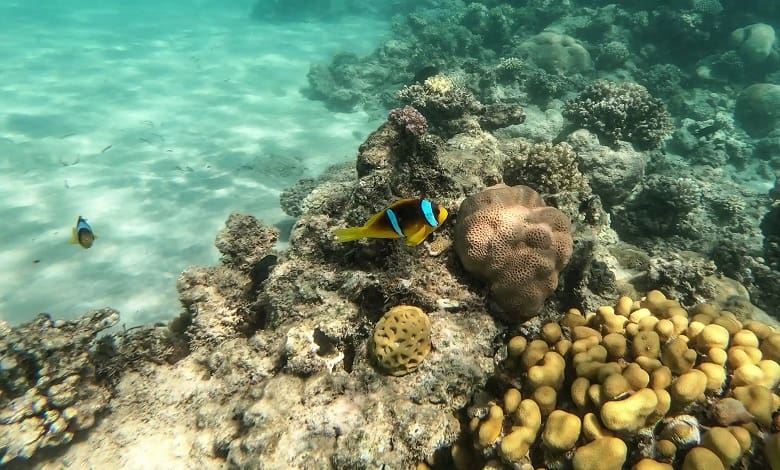 ماهی در کنار صخره های مرجانی