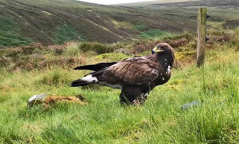 عقاب طلایی در اسکاتلند
