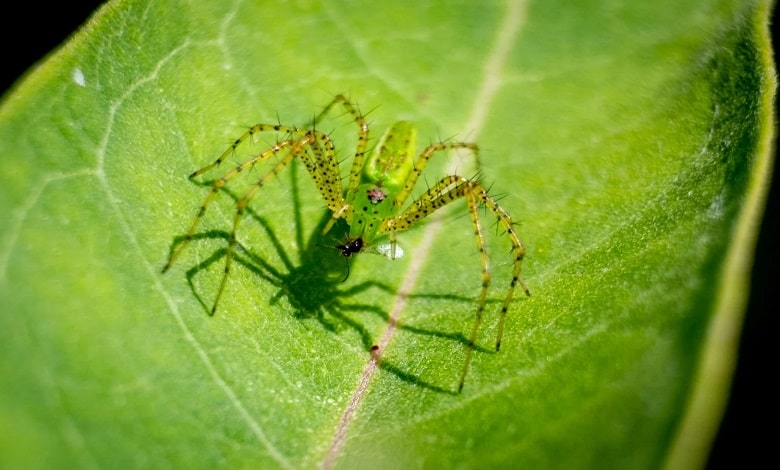 عنکبوت سیاهگوش سبز