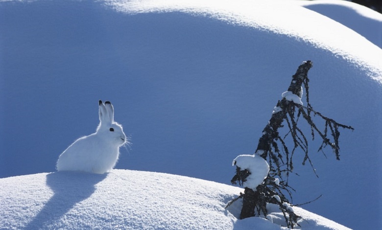 خرگوش کوچک در برف