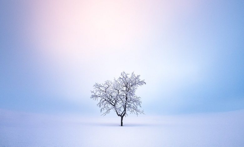 درخت تنها در زمستان