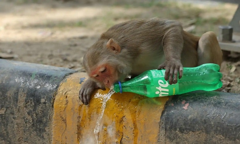 میمون در حال خوردن نوشابه
