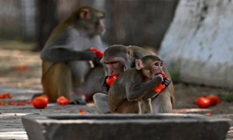 میمون ها در حال خوردن گوجه