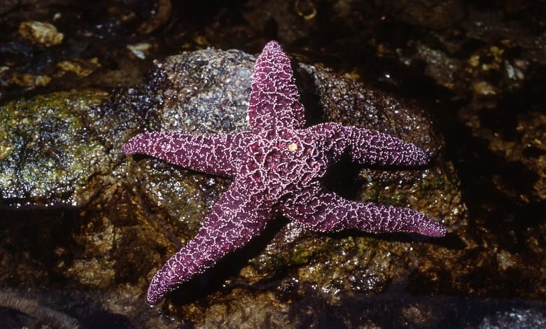 ستاره دریایی بنفش