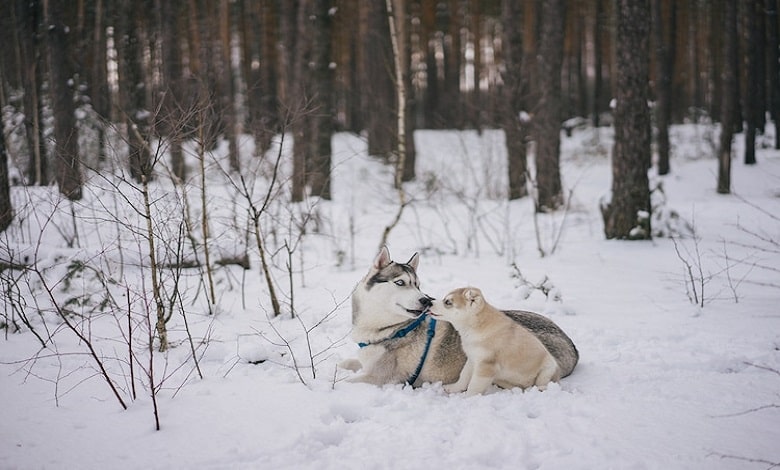 گرگ در برف