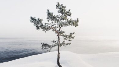 تنهایی زمستان از قاب دوربین Mikko Lagerstedt