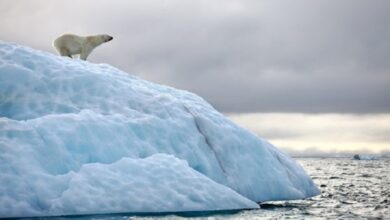 10 مورد از حیوانات قطبی