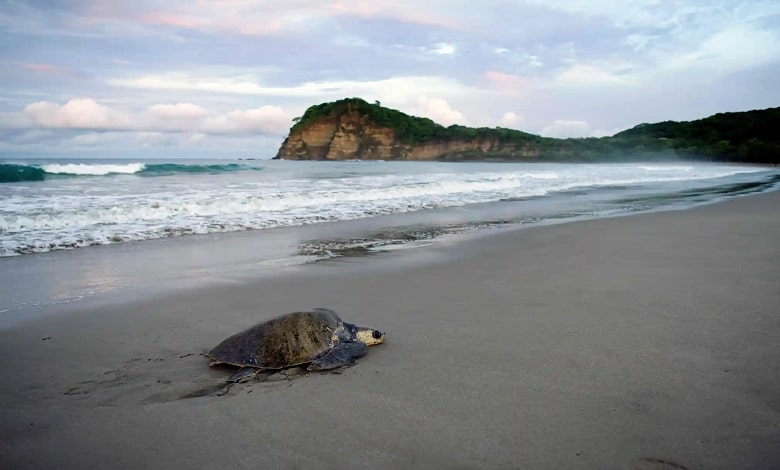 یک لاکپشت دریایی در ساحل 