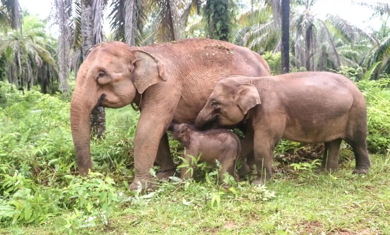 یک فیل به همراه فرزندانش
