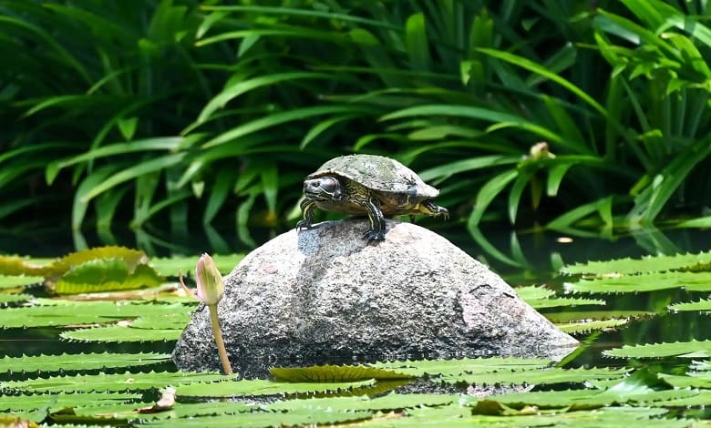 لاکپشت آبزی بر روی سنگ