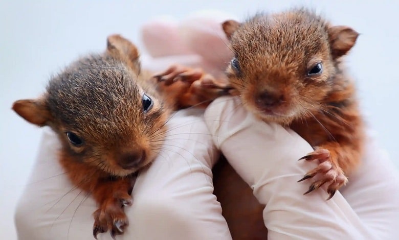 بچه سنجاب ها در منطقه حفاظت شده