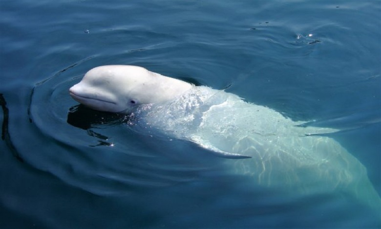دلفین سفید 