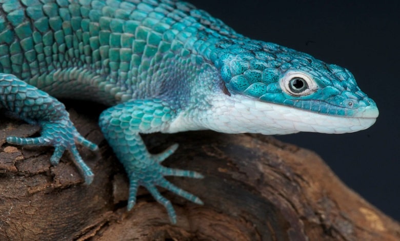 حیوانات آبی رنگ در طبیعت