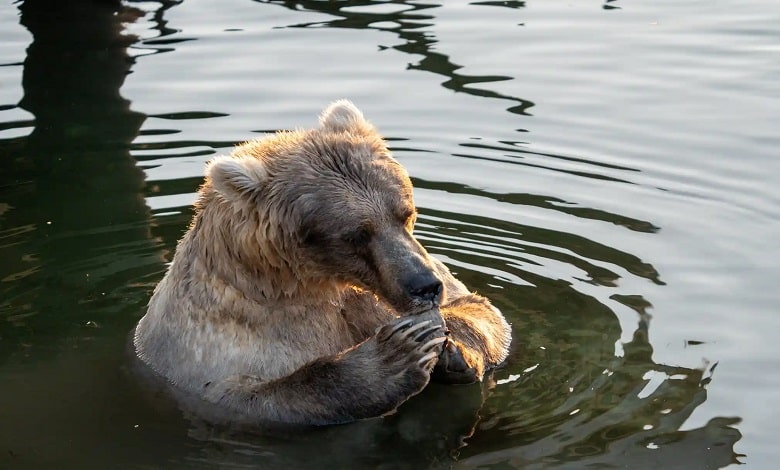 خرس قهوه ای درون آب 
