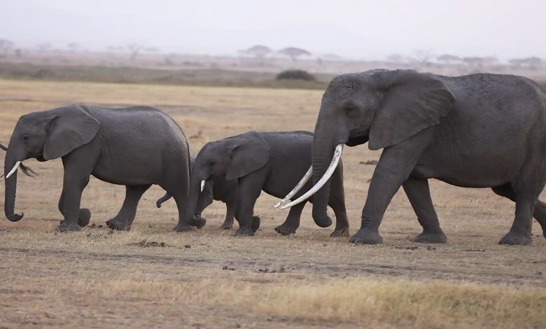 فیل ها در جستجوی غذا