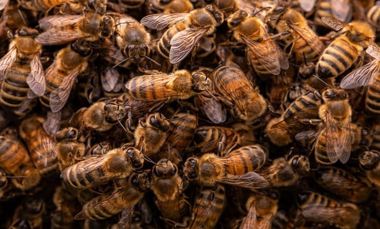 تجمع زنبورها