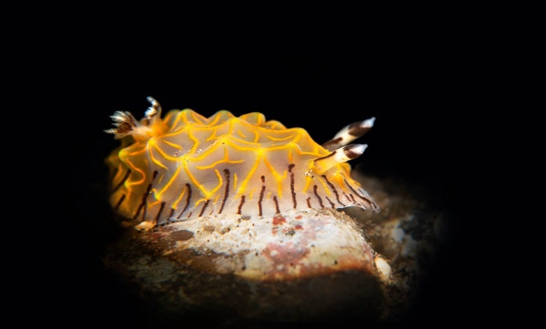 حلزون دریایی زرد